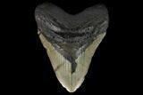 Fossil Megalodon Tooth - North Carolina #124433-1